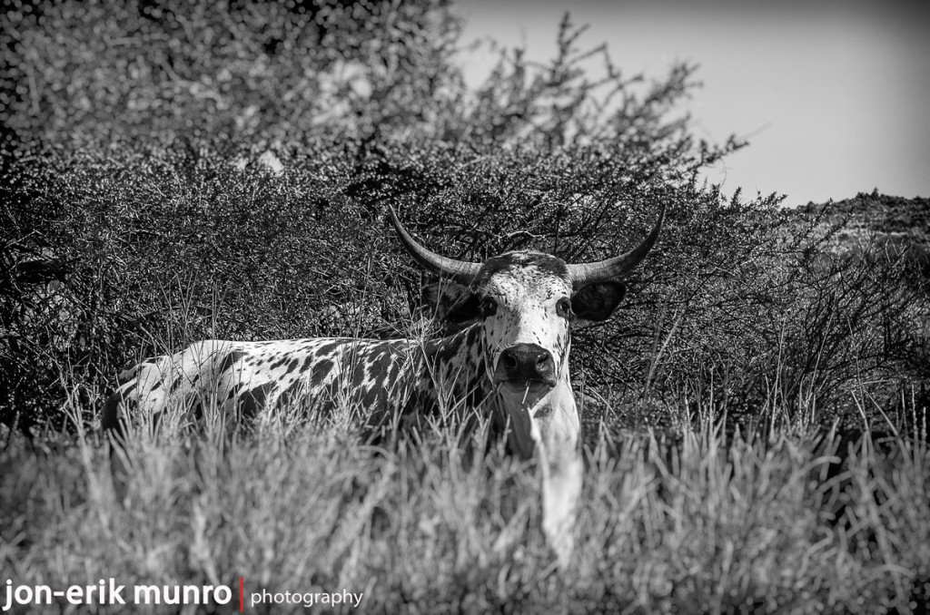 Nguni bull